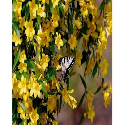 Italian Jasmine Seeds