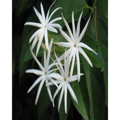 Angel Wing Jasmine Seeds