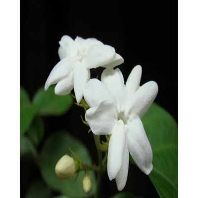 Royal Jasmine Seeds