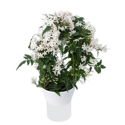 Bonsai Fragrant Jasmine Seeds