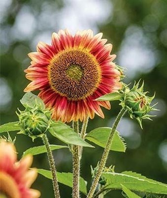 Sunflower Candy Mountain Hybrid Seeds