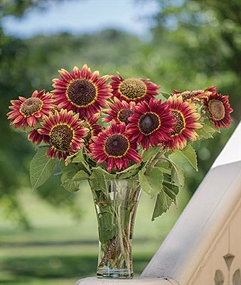 Sunflower Crimson Blaze Seeds