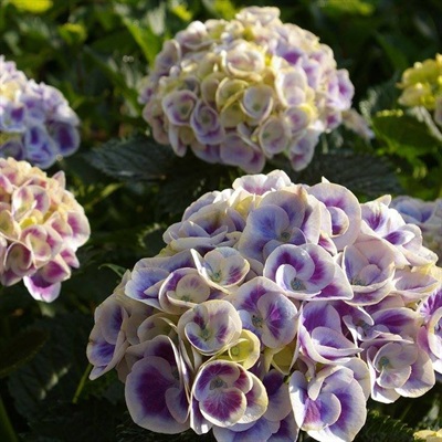 Hydrangea Cityline Mars Flower Seeds