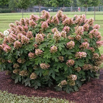Hydrangea Gatsby Pink Flower Seeds