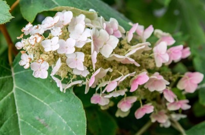 Hydrangea Oakleaf Flower Seeds