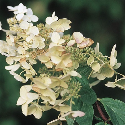 Hydrangea Unique' Flower Seeds