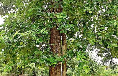 Red Sandalwood Tree Seeds
