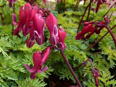Bleeding Heart Red Fountain