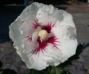 Hibiscus Rose in Sharon