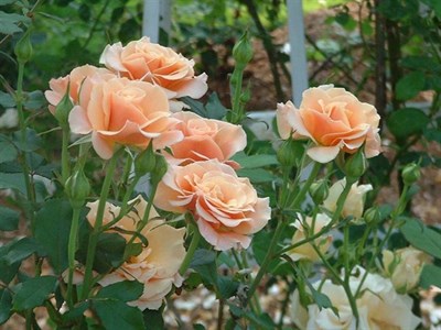 Royal Sunset Climbing Rose Seeds
