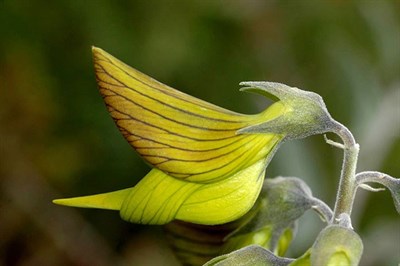 Crotalaria Regal Birdflower Stripes