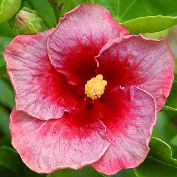 Hibiscus Secret Heart