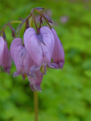 Bleeding Heart Silversmith