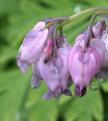 Bleeding Heart Silversmith