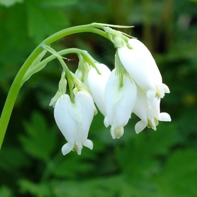 Bleeding Heart Snowdrift