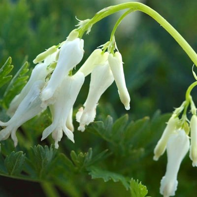 Bleeding Heart Snowdrift