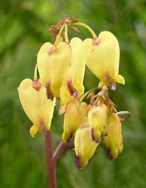 Bleeding Heart Sulphur