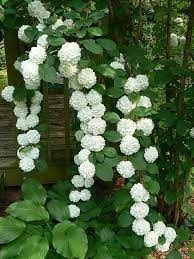 Hydrangea Climbing Flower Seeds
