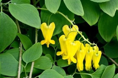 Bleeding Heart Yellow Dot