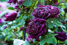 Souvenir du Docteur Jamain Climbing Rose Seeds