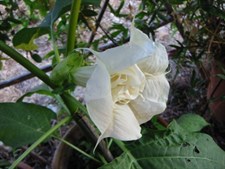  Double White Datura Seeds