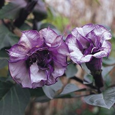 Black Currant Swirl Datura