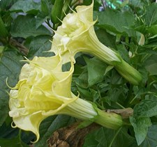 Belle Blanche Datura Seeds
