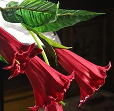 Red Dancer Datura Seeds