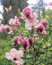 Saucer Magnolia Flower Tree Seeds