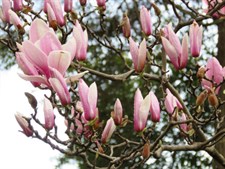 Magnolia Genus Flower Tree Seeds