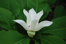 Ashe's Magnolia Flower Tree Seeds