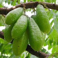 Cucumber Magnolia Flower Tree Seeds
