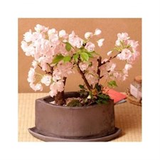Bonsai Cherry Blossom Seeds