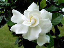 White Gardenia Rose Seeds