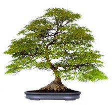 Bonsai American Green Maple Seeds
