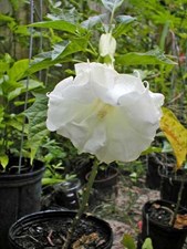  Double White Datura Seeds