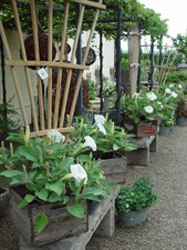 Belle Blanche Datura Seeds