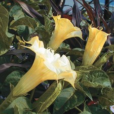 Belle Blanche Datura Seeds