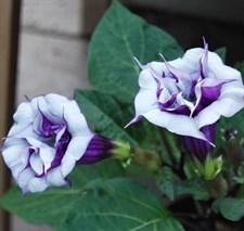 Double Purple Datura