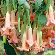 Equadore Pink Datura