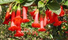 Red Tree Datura