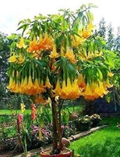 Orange Glory Datura