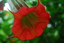 Red Dancer Datura Seeds
