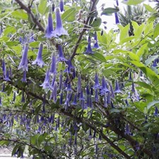 Blue Datura Seeds
