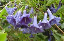 Blue Angel Datura Seeds