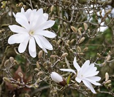 Star Magnolia Flower Tree Seeds