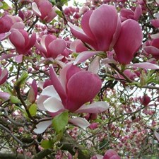Saucer Magnolia Flower Tree Seeds