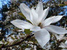 Kobus Magnolia Flower Tree Seeds