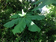 Bigleaf Magnolia Flower Tree Seeds