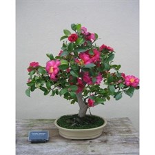 Bonsai Pink Camellia Seeds